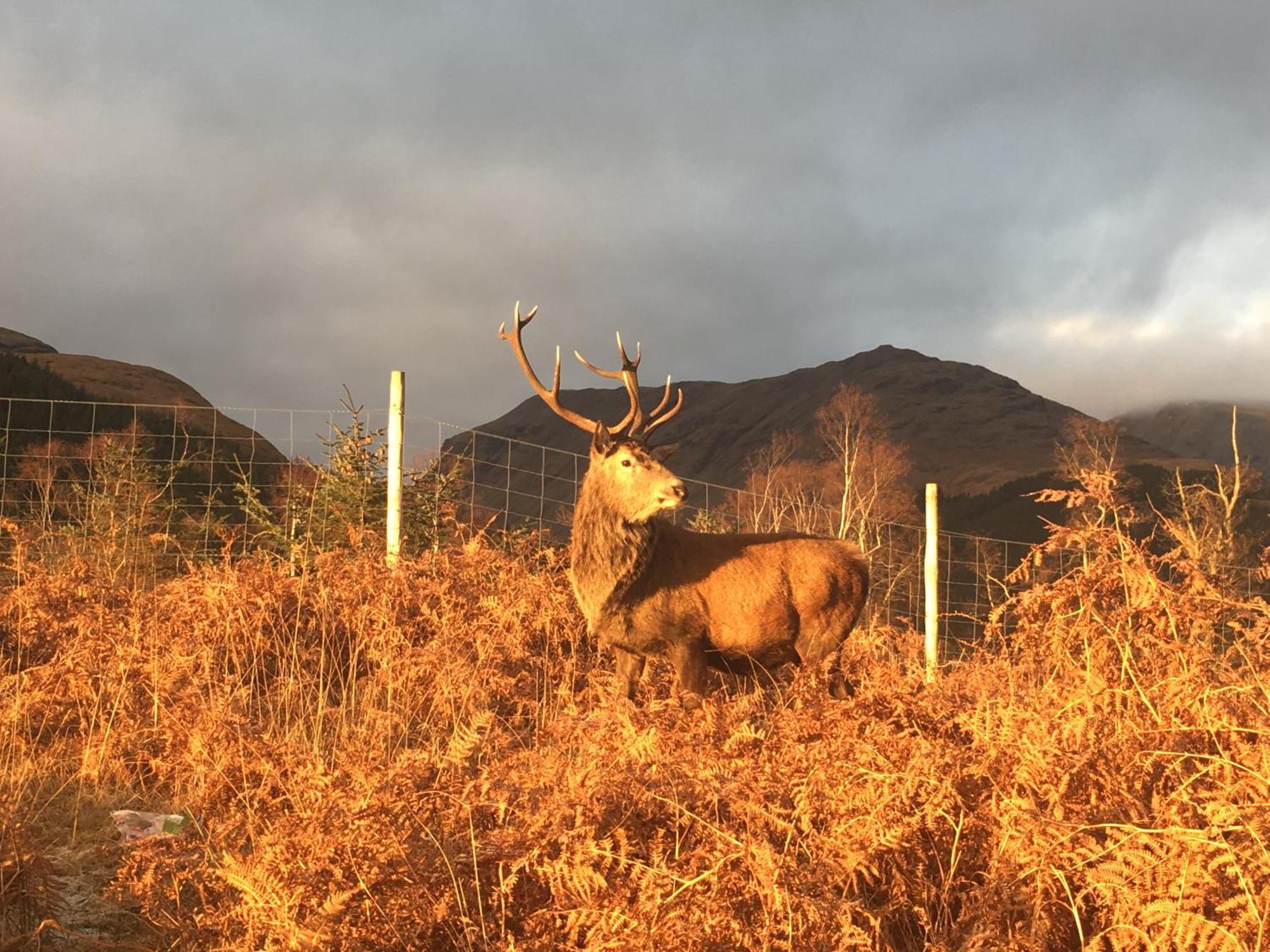 Stronchreggan View Guest House Fort William Buitenkant foto
